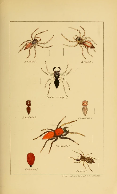 various types of bugs and spiders on paper