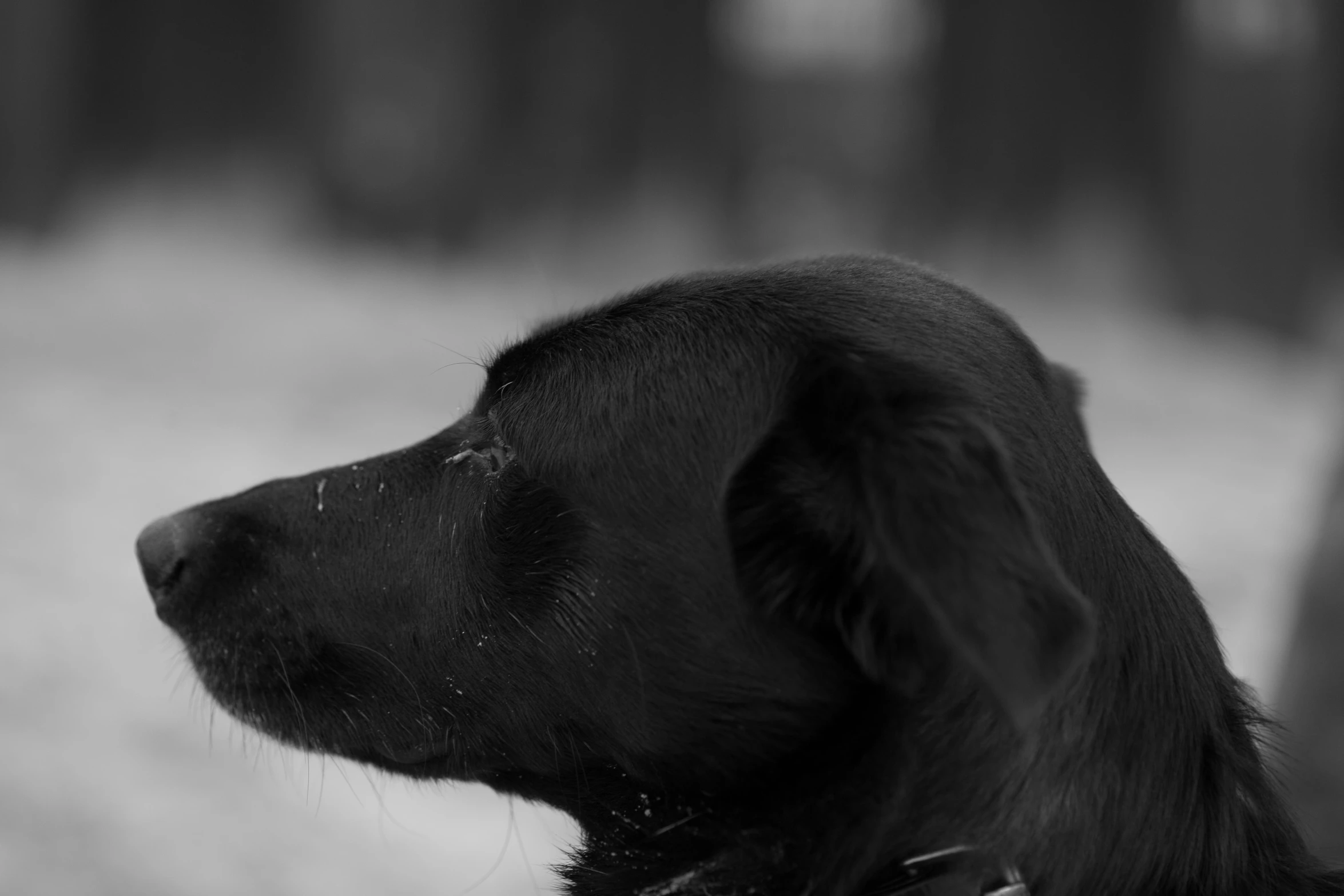 black dog looking away from the camera in front of trees