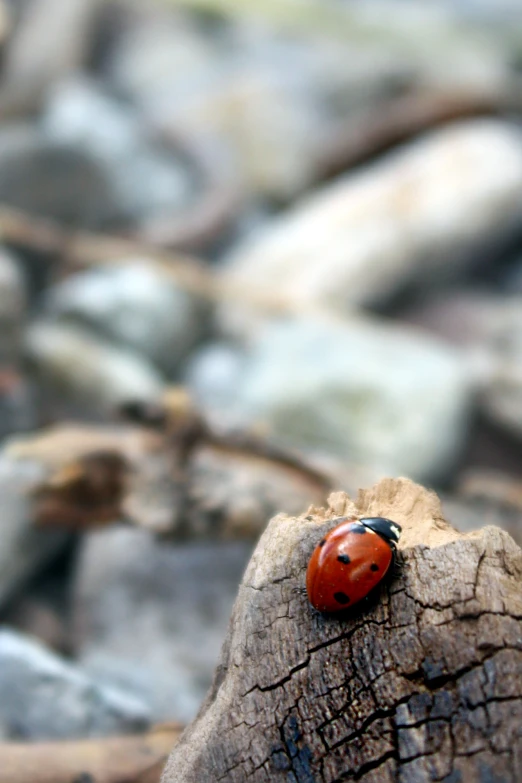 red lady bug sits on top of a wooden log