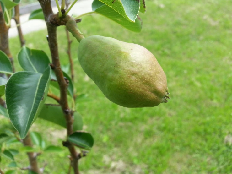 a tree with fruit in a field