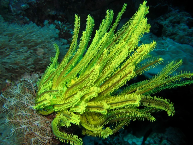 a green sea plant on top of an oceanweed covered coral
