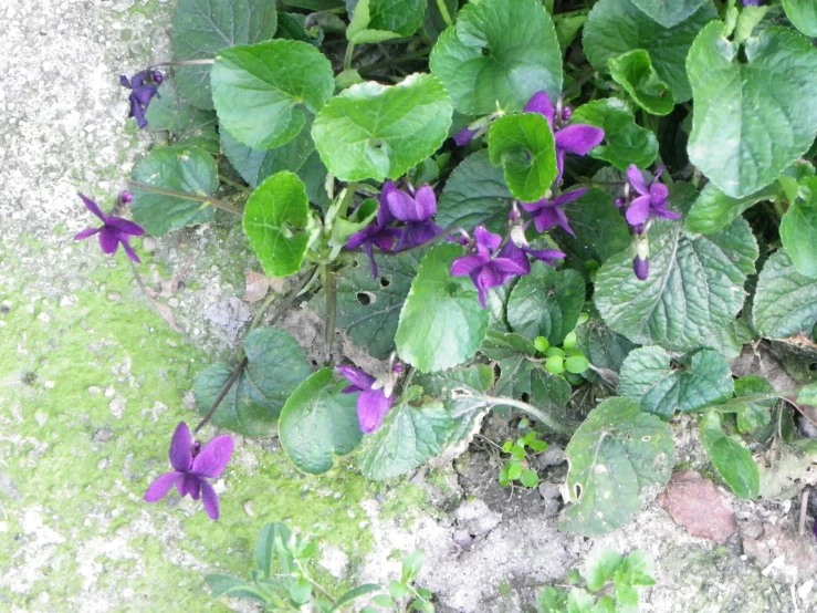 violet flowers and green leaves growing on the ground