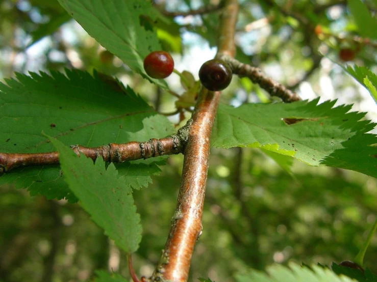 two berries on an unripe nch in the forest