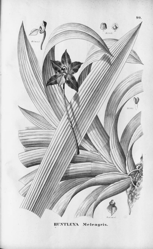 an old drawing of a flower