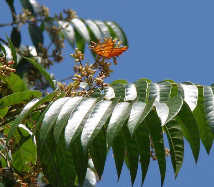 a bright erfly on top of a leafy tree