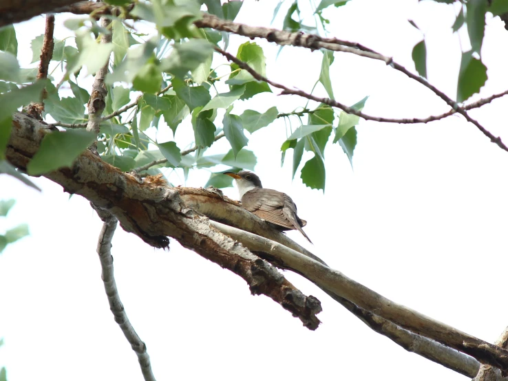 a small bird is perched in the nches of a tree