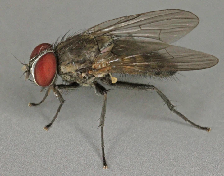a large insect with a red eyes sitting on the ground