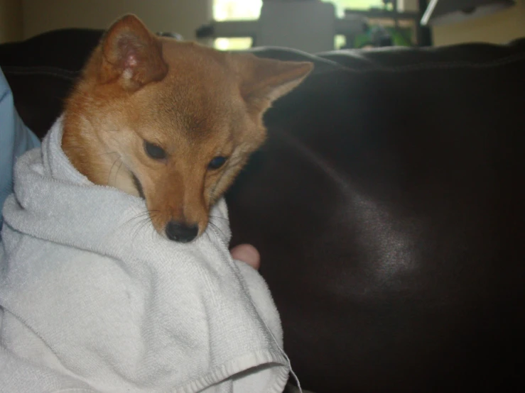 a small dog is wrapped up in a towel