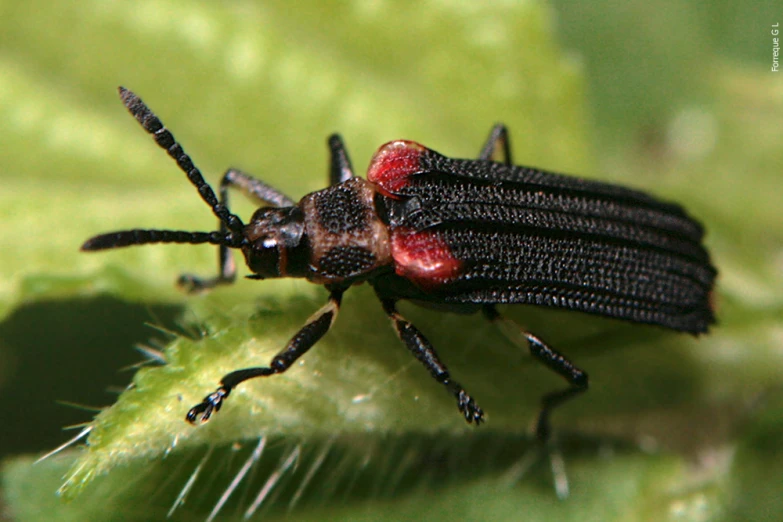 two black and red bugs are on a leaf