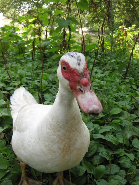 a white chicken standing in the grass on its feet