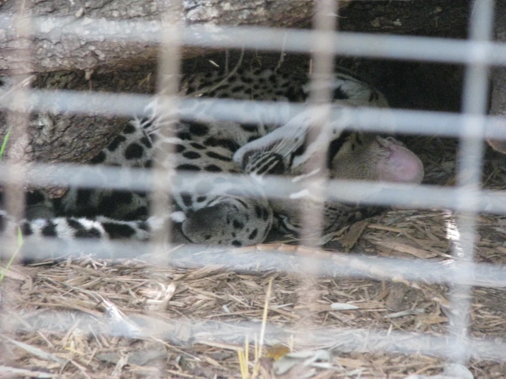 a very small leopard laying down in the shade