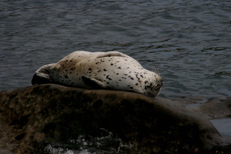 an seal resting on the side of a cliff looking at the water