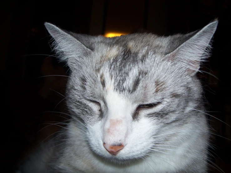 cat with his eyes closed laying down on table