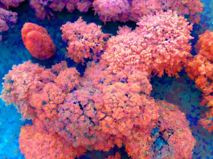 some very pretty corals in some water