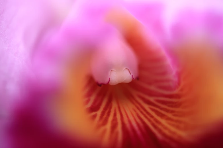 pink flower that is blooming with all it's white tips