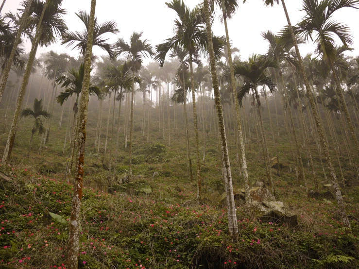 many trees are in the middle of a jungle