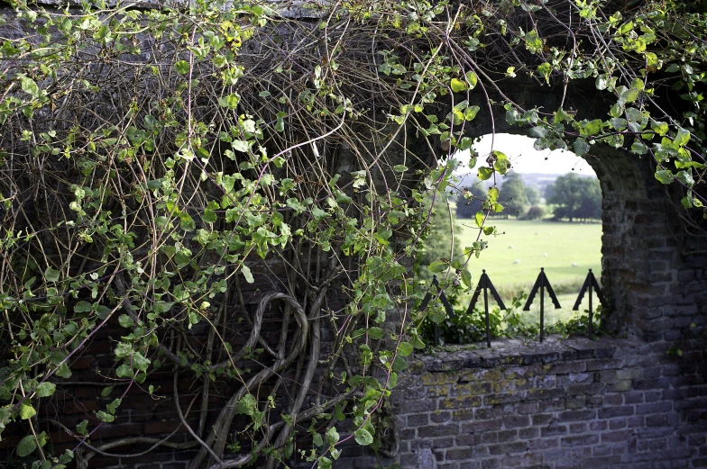 the nches have come over the stone wall