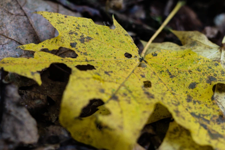 the leaves have yellow speckles on them