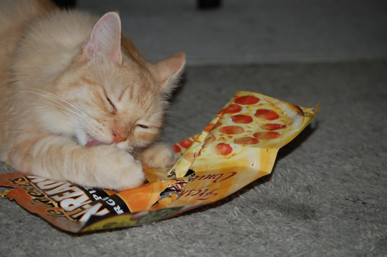 a cat laying next to a bag of pizza chips