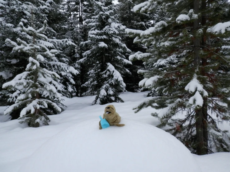 a dog is sitting in the snow with some trees