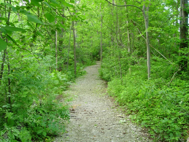 a trail that is winding through the woods