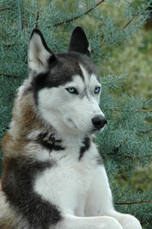 the husky dog sits on a nch next to some green needles