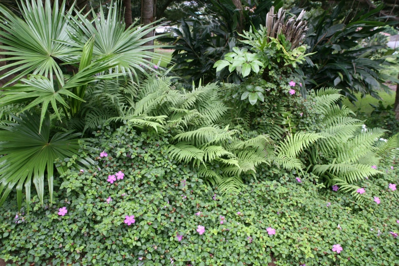 some different types of tropical plants next to each other