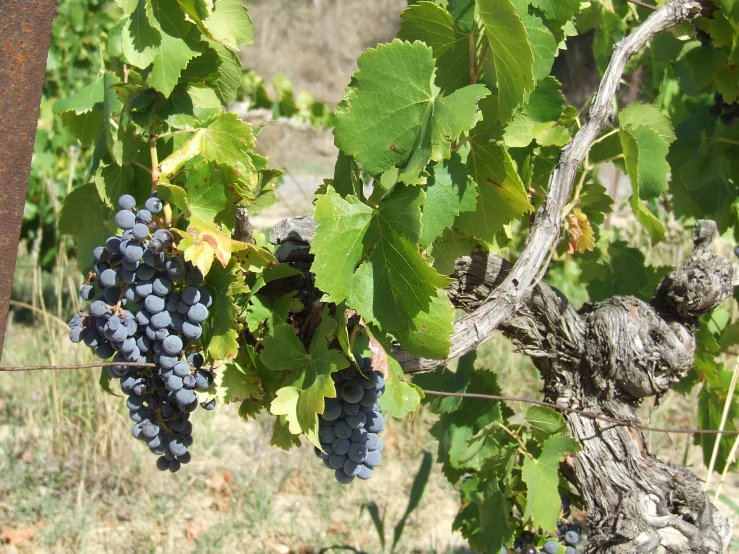 some gs are hanging from a vine in the sun