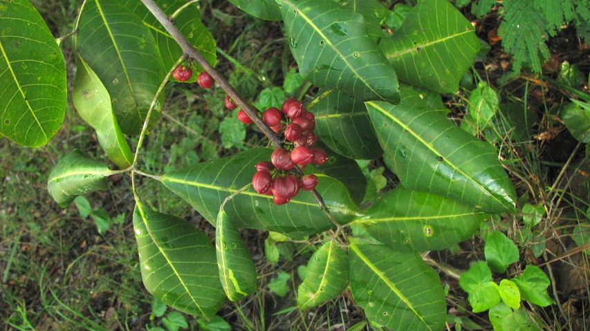 a close up view of some leaves and flowers