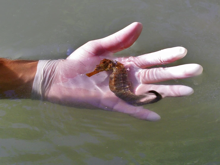 the hand in the water has a little seahorse sticking out of it