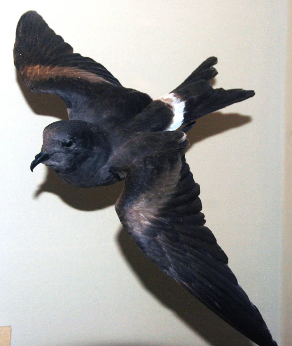 a bird is flying above a table in front of a wall