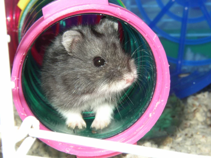 a rodent inside a plastic container with a green base