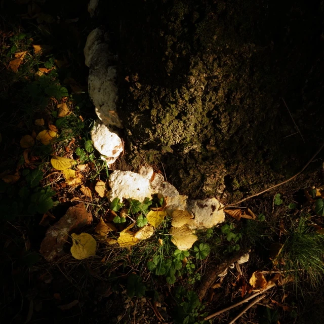 fallen leaves lying on the ground at night