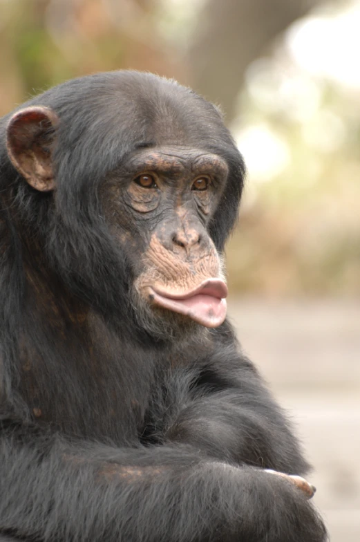 a close up of a monkey with its tongue out