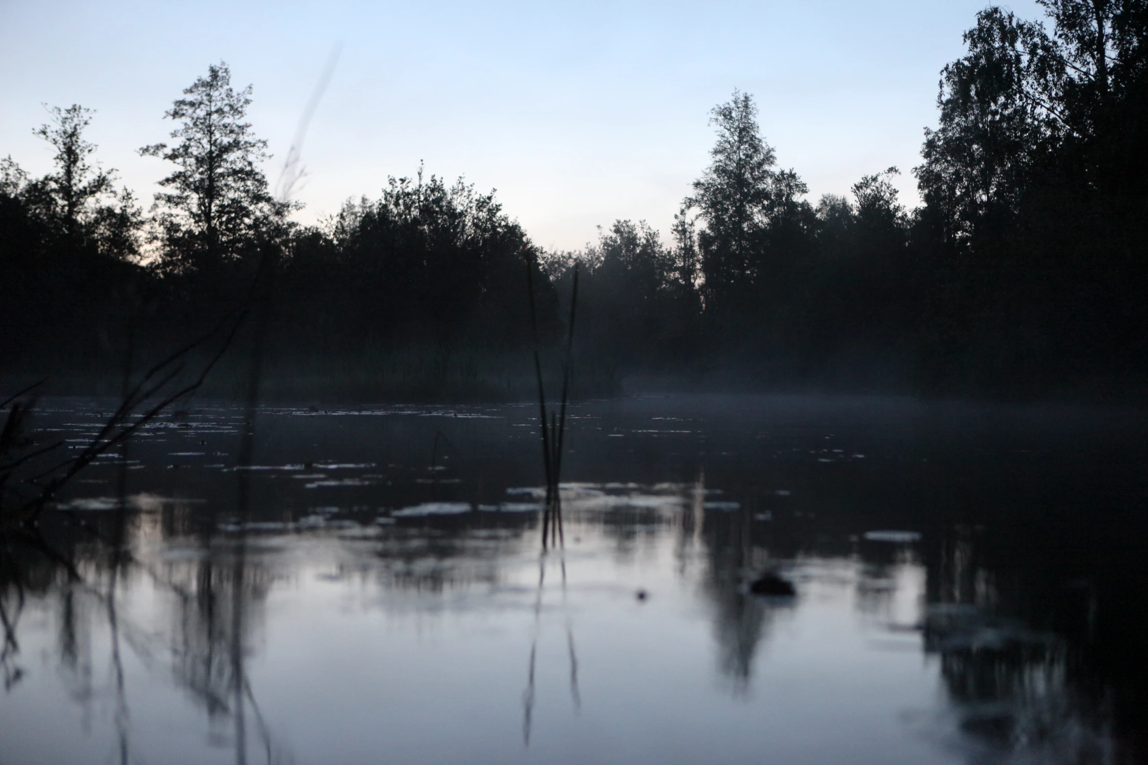 a body of water with a bunch of small leaves floating on it