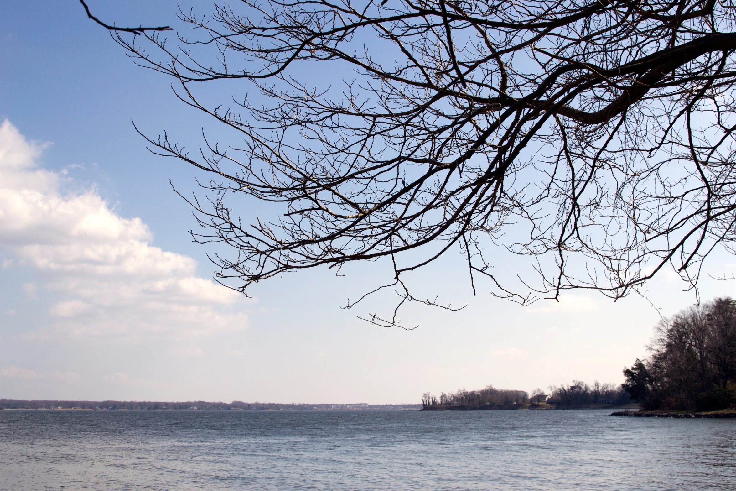 a body of water with some trees near by