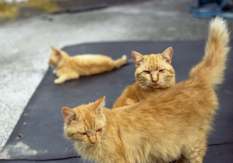 two cats one orange and one white are laying down