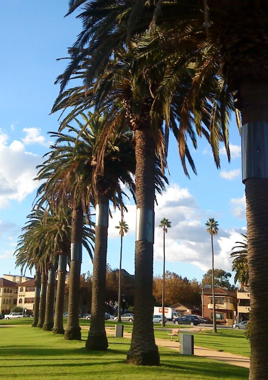 a row of palm trees in front of some buildings