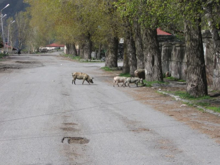 sheep crossing a street with their back towards some houses