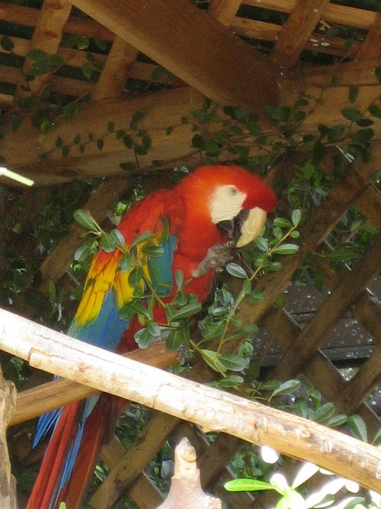 an orange and blue parrot with its beak on a tree nch