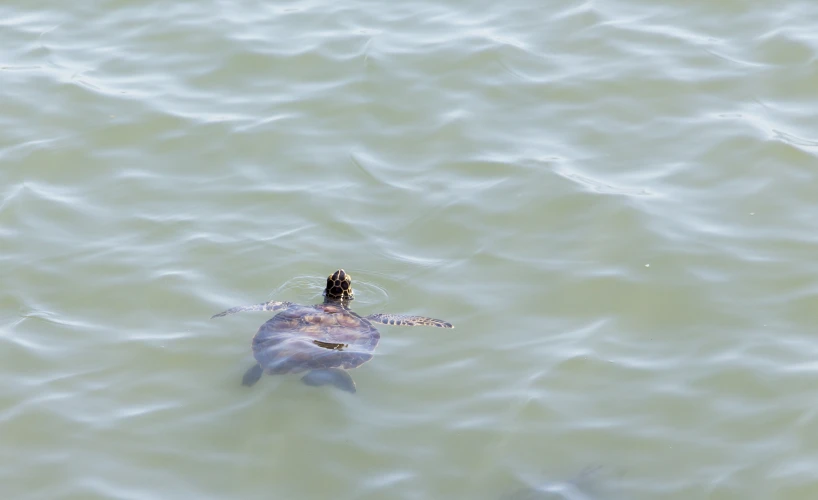 the turtle is sitting down with its head above water