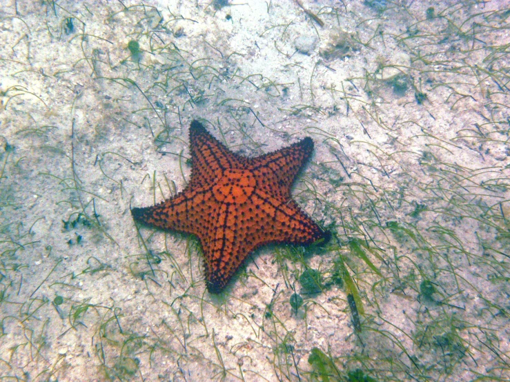 a starfish lies on a sandy area in shallow water