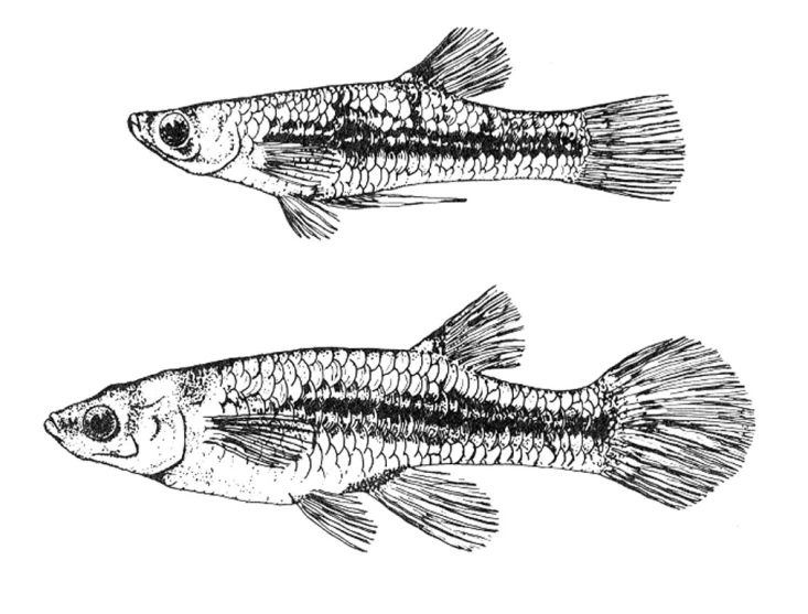 the black and white image shows two fish