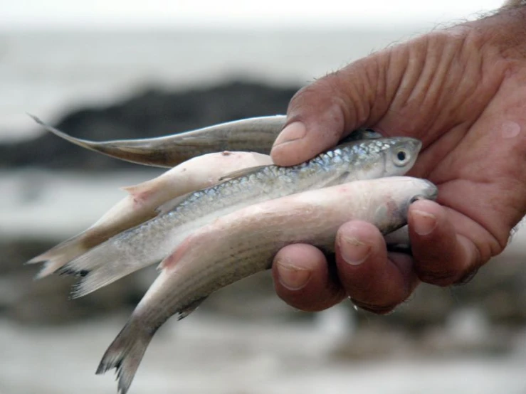 a close up of two fish being held by someone