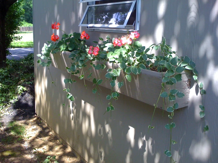 an outdoor window with red flowers growing in it