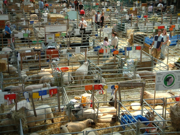 many livestock pens and stalls filled with sheep