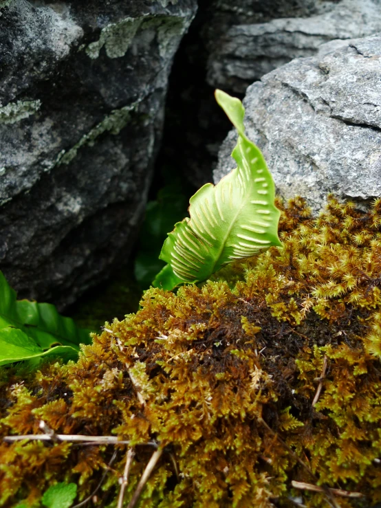 the fern is growing on the stone near the rocks