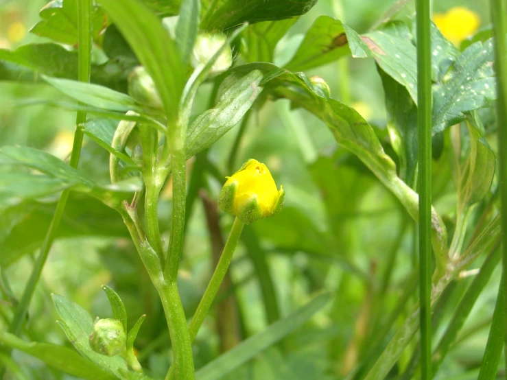 a plant with yellow petals and green leaves