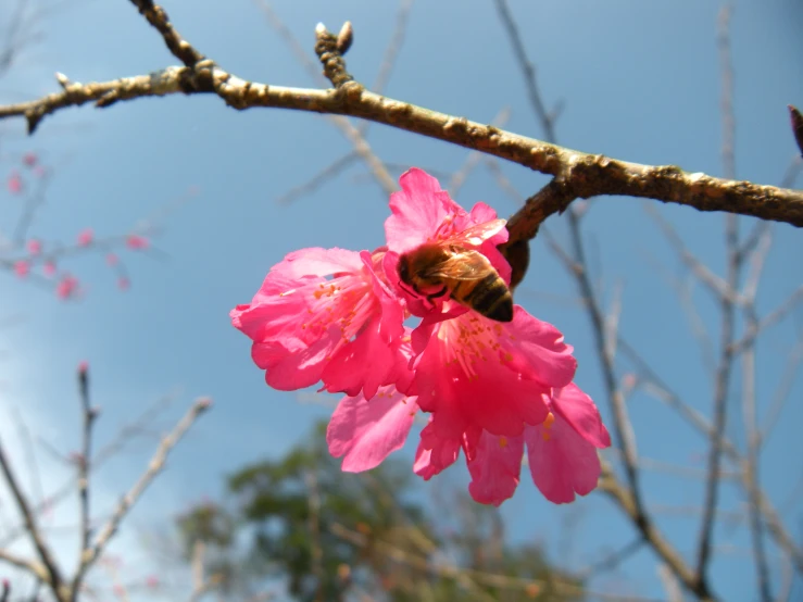 a bee on a pink flower in front of a blue sky