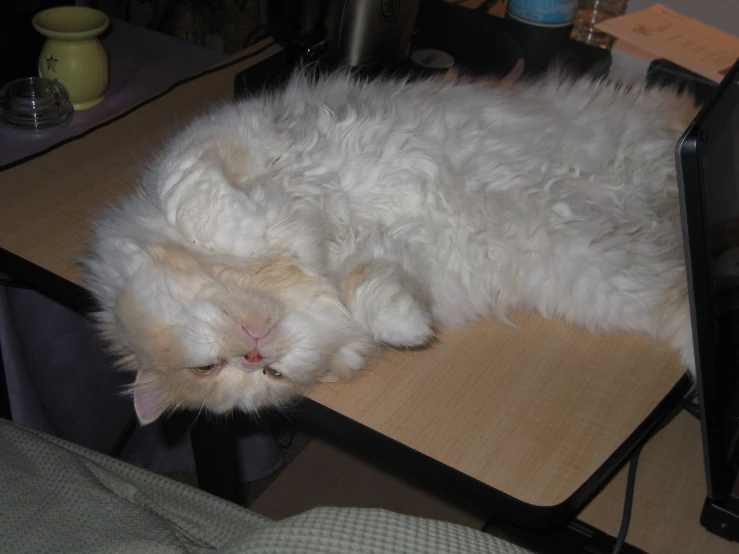 a large white cat laying on top of a table